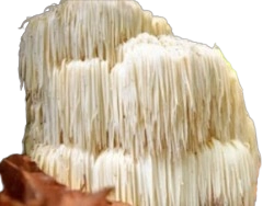 Lion's Mane