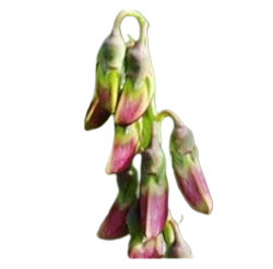 Whispeara - L-Dopa Bean