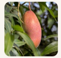 African Mango