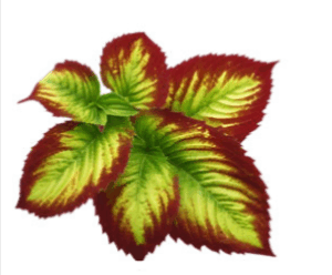 Alpha-Surge Horny Goat Weed Extract