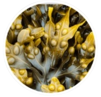 Bladderwrack Powder