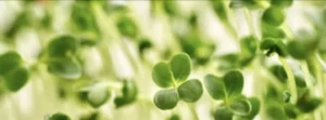 Broccoli Sprout Extract