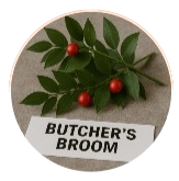 Butcher's Broom (Ruscus aculeatus)