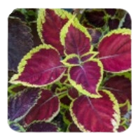 Coleus