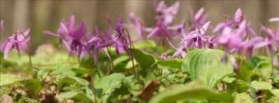 Corydalis (Yanhusuo Plant)