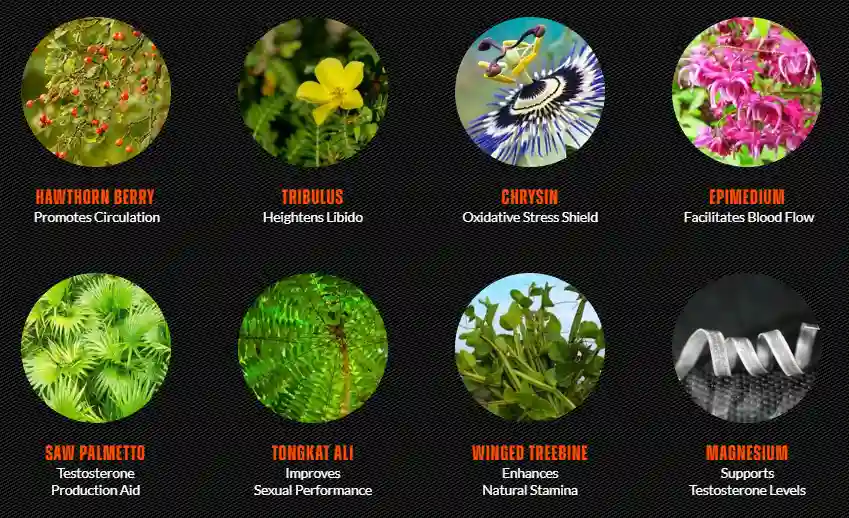 EndoPeak Ingredients