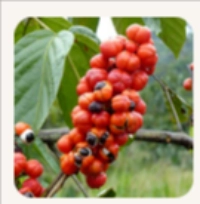 Guarana