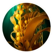 Kelp Powder