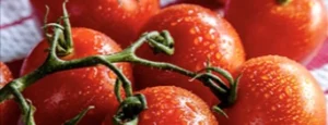 Lycopene