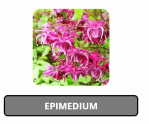 Epimedium (Horny Goat Weed)