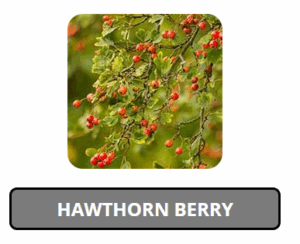 Nitric-Recover Hawthorn Berry
