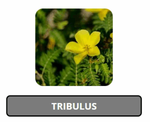 Nitric-Recover-Tribulus Terrestris