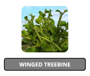 Nitric-Recover Winged Treebine