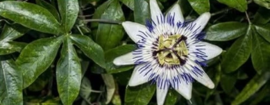 Passionflower