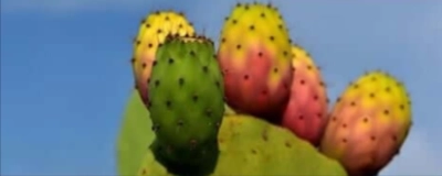 Prickly Pear