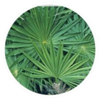 Saw Palmetto