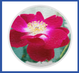 Semenax Swedish Flower Pollen
