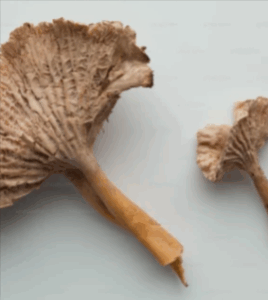 Total Cntrol Pygeum Africanum Extract