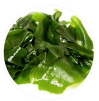 Wakame Extract