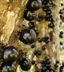 total control 24 Myrciaria Jaboticaba